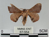 中文名:褐斑白蠶蛾(67-554)學名:Triuncina brunnea (Wileman, 1911) (67-554)