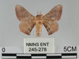 中文名:褐斑白蠶蛾(245-278)學名:Triuncina brunnea (Wileman, 1911)(245-278)