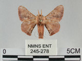 中文名:褐斑白蠶蛾(245-278)學名:Triuncina brunnea (Wileman, 1911)(245-278)