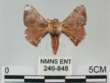 中文名:褐斑白蠶蛾(246-848)學名:Triuncina brunnea (Wileman, 1911)(246-848)