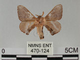 中文名:褐斑白蠶蛾(470-124)學名:Triuncina brunnea (Wileman, 1911)(470-124)