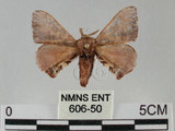 中文名:褐斑白蠶蛾(606-50)學名:Triuncina brunnea (Wileman, 1911)(606-50)