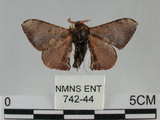 中文名:褐斑白蠶蛾(742-44)學名:Triuncina brunnea (Wileman, 1911)(742-44)