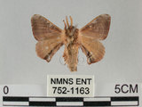 中文名:褐斑白蠶蛾(752-1163)學名:Triuncina brunnea (Wileman, 1911)(752-1163)