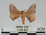 中文名:褐斑白蠶蛾(1130-527)學名:Triuncina brunnea (Wileman, 1911)(1130-527)