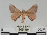 中文名:褐斑白蠶蛾(1205-404)學名:Triuncina brunnea (Wileman, 1911)(1205-404)