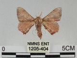 中文名:褐斑白蠶蛾(1205-404)學名:Triuncina brunnea (Wileman, 1911)(1205-404)
