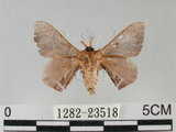 中文名:褐斑白蠶蛾(1282-23518)學名:Triuncina brunnea (Wileman, 1911)(1282-23518)