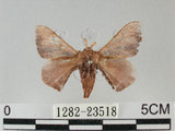 中文名:褐斑白蠶蛾(1282-23518)學名:Triuncina brunnea (Wileman, 1911)(1282-23518)