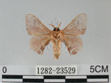 中文名:褐斑白蠶蛾(1282-23529)學名:Triuncina brunnea (Wileman, 1911)(1282-23529)