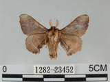 中文名:褐斑白蠶蛾(1282-23452)學名:Triuncina brunnea (Wileman, 1911)(1282-23452)