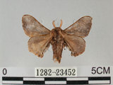 中文名:褐斑白蠶蛾(1282-23452)學名:Triuncina brunnea (Wileman, 1911)(1282-23452)