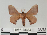 中文名:褐斑白蠶蛾(1282-23364)學名:Triuncina brunnea (Wileman, 1911)(1282-23364)