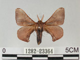 中文名:褐斑白蠶蛾(1282-23364)學名:Triuncina brunnea (Wileman, 1911)(1282-23364)