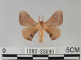 中文名:褐斑白蠶蛾(1282-23690)學名:Triuncina brunnea (Wileman, 1911)(1282-23690)