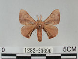 中文名:褐斑白蠶蛾(1282-23690)學名:Triuncina brunnea (Wileman, 1911)(1282-23690)