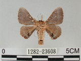 中文名:褐斑白蠶蛾(1282-23608)學名:Triuncina brunnea (Wileman, 1911)(1282-23608)