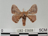 中文名:褐斑白蠶蛾(1282-23608)學名:Triuncina brunnea (Wileman, 1911)(1282-23608)