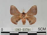 中文名:褐斑白蠶蛾(1282-23784)學名:Triuncina brunnea (Wileman, 1911)(1282-23784)