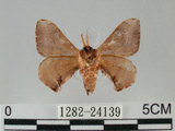 中文名:褐斑白蠶蛾(1282-24139)學名:Triuncina brunnea (Wileman, 1911)(1282-24139)