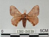 中文名:褐斑白蠶蛾(1282-24139)學名:Triuncina brunnea (Wileman, 1911)(1282-24139)