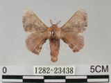 中文名:褐斑白蠶蛾(1282-23438)學名:Triuncina brunnea (Wileman, 1911)(1282-23438)