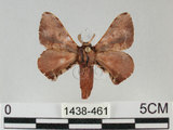 中文名:褐斑白蠶蛾(1438-461)學名:Triuncina brunnea (Wileman, 1911)(1438-461)