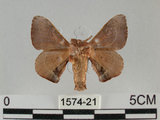 中文名:褐斑白蠶蛾(1574-21)學名:Triuncina brunnea (Wileman, 1911)(1574-21)