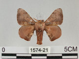 中文名:褐斑白蠶蛾(1574-21)學名:Triuncina brunnea (Wileman, 1911)(1574-21)