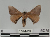 中文名:褐斑白蠶蛾(1574-20)學名:Triuncina brunnea (Wileman, 1911)(1574-20)
