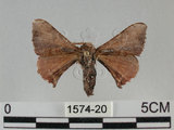 中文名:褐斑白蠶蛾(1574-20)學名:Triuncina brunnea (Wileman, 1911)(1574-20)