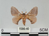 中文名:褐斑白蠶蛾(1586-40)學名:Triuncina brunnea (Wileman, 1911)(1586-40)