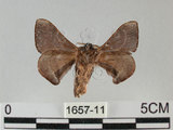 中文名:褐斑白蠶蛾(1657-11)學名:Triuncina brunnea (Wileman, 1911)(1657-11)