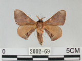 中文名:褐斑白蠶蛾(2002-69)學名:Triuncina brunnea (Wileman, 1911)(2002-69)