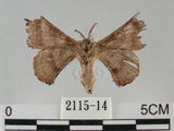 中文名:褐斑白蠶蛾(2115-14)學名:Triuncina brunnea (Wileman, 1911)(2115-14)