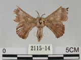 中文名:褐斑白蠶蛾(2115-14)學名:Triuncina brunnea (Wileman, 1911)(2115-14)