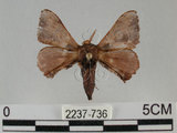 中文名:褐斑白蠶蛾(2237-736)學名:Triuncina brunnea (Wileman, 1911)(2237-736)