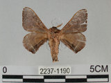 中文名:褐斑白蠶蛾(2237-1190)學名:Triuncina brunnea (Wileman, 1911)(2237-1190)