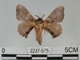 中文名:褐斑白蠶蛾(2237-575)學名:Triuncina brunnea (Wileman, 1911)(2237-575)