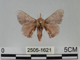 中文名:褐斑白蠶蛾(2505-1621)學名:Triuncina brunnea (Wileman, 1911)(2505-1621)