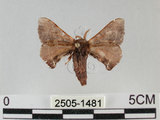 中文名:褐斑白蠶蛾(2505-1481)學名:Triuncina brunnea (Wileman, 1911)(2505-1481)