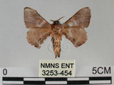 中文名:褐斑白蠶蛾(3253-454)學名:Triuncina brunnea (Wileman, 1911)(3253-454)