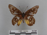 中文名:紅肩粉蝶(豔粉蝶)(1282-18350)學名:Delias pasithoe curasena Fruhstorfer, 1908(1282-18350)