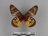 中文名:紅肩粉蝶(豔粉蝶)(1282-18169)學名:Delias pasithoe curasena Fruhstorfer, 1908(1282-18169)