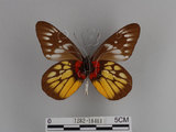 中文名:紅肩粉蝶(豔粉蝶)(1282-18461)學名:Delias pasithoe curasena Fruhstorfer, 1908(1282-18461)