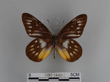 中文名:紅肩粉蝶(豔粉蝶)(1282-18461)學名:Delias pasithoe curasena Fruhstorfer, 1908(1282-18461)