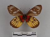 中文名:紅肩粉蝶(豔粉蝶)(1282-17404)學名:Delias pasithoe curasena Fruhstorfer, 1908(1282-17404)