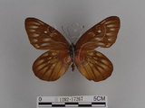 中文名:紅肩粉蝶(豔粉蝶)(1282-17267)學名:Delias pasithoe curasena Fruhstorfer, 1908(1282-17267)