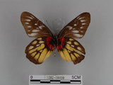 中文名:紅肩粉蝶(豔粉蝶)(1282-18400)學名:Delias pasithoe curasena Fruhstorfer, 1908(1282-18400)