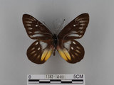 中文名:紅肩粉蝶(豔粉蝶)(1282-18401)學名:Delias pasithoe curasena Fruhstorfer, 1908(1282-18401)
